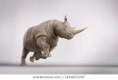 Rhinoceros