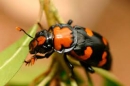 NICROPHORUS