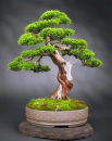 Bonsai